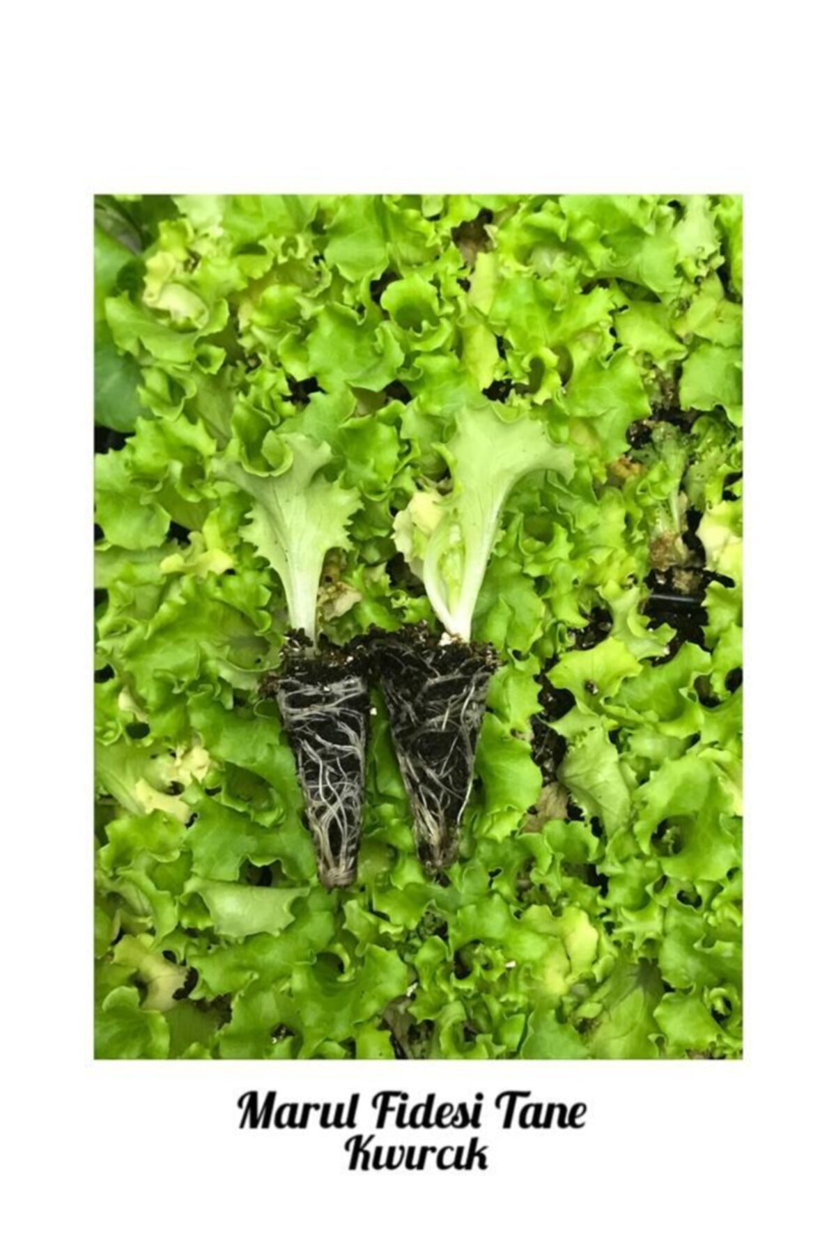 İKB FİDE VE TOHUM Marul Fidesi Kıvırcık 5 Tane