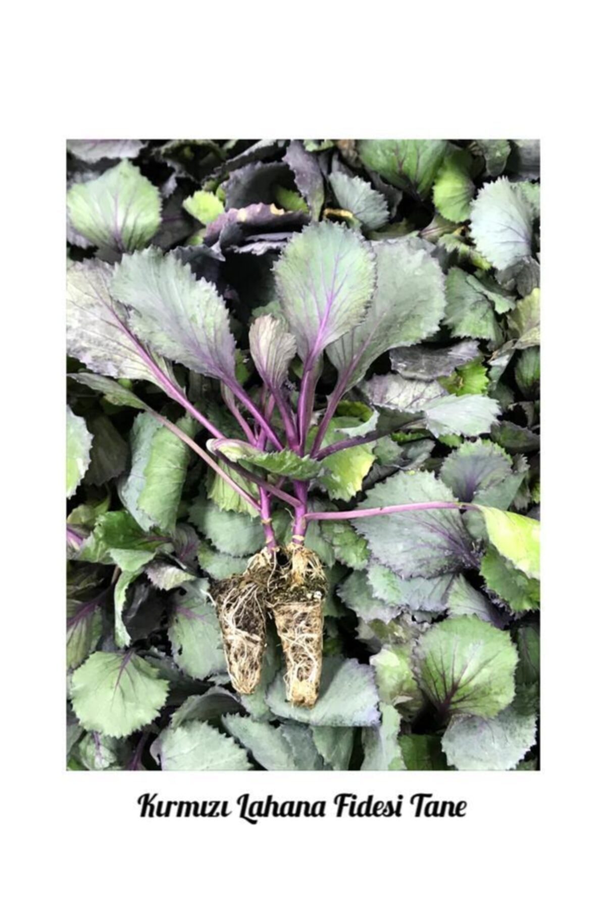İKB FİDE VE TOHUM Kırmızı Lahana Fidesi 5 Tane