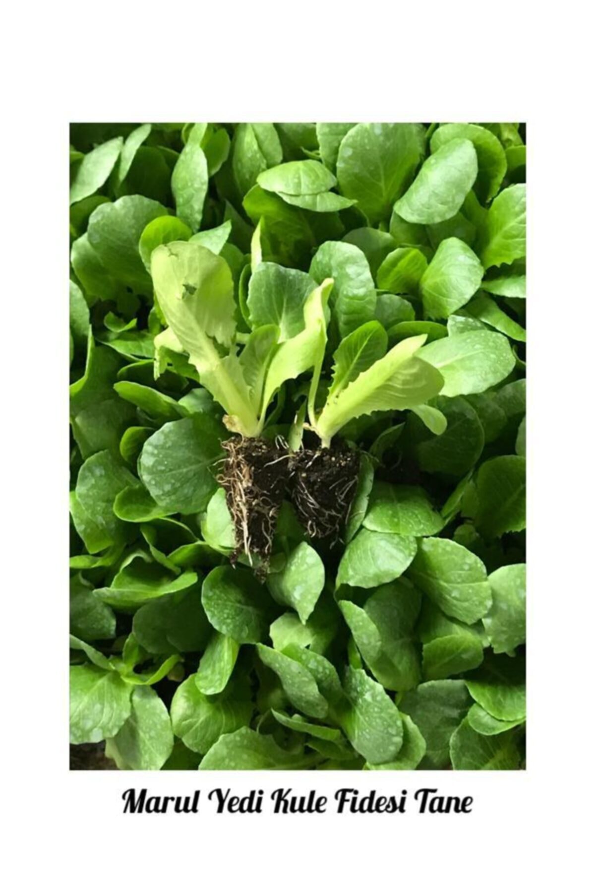 İKB FİDE VE TOHUM Marul Fidesi Yedi Kule 5 Tane