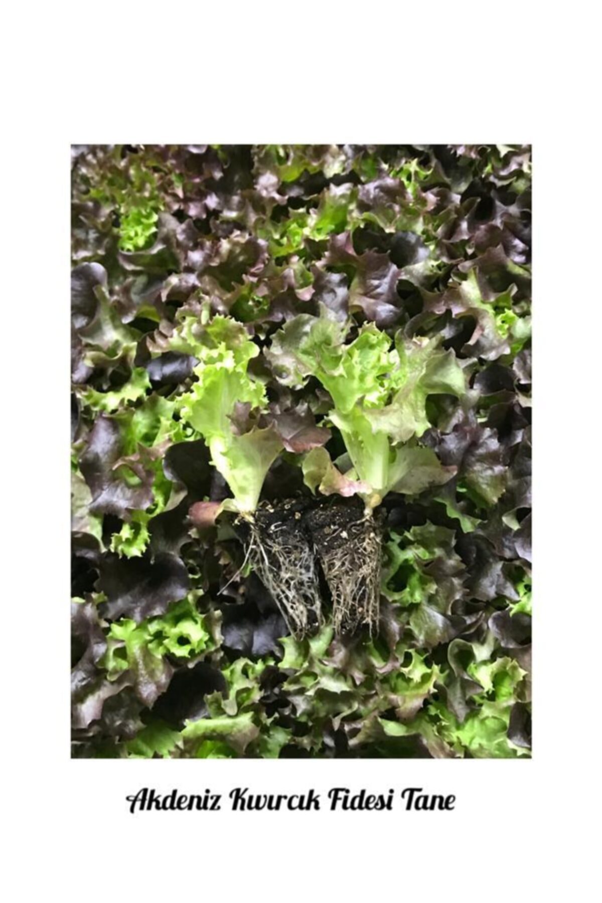 İKB FİDE VE TOHUM Akdeniz Kıvırcık Fidesi 5 Tane