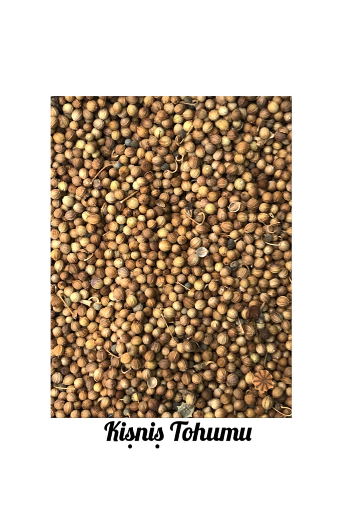 İKB FİDE VE TOHUM Kişniş Tohumu 23544L