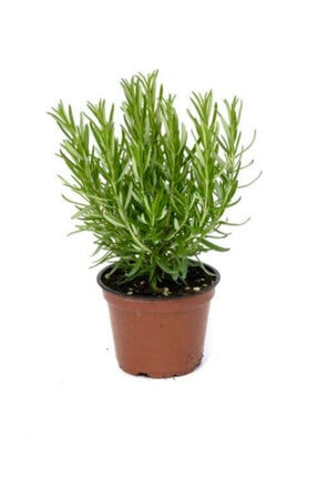 İKB FİDE VE TOHUM Biberiye Fidesi Saksıda