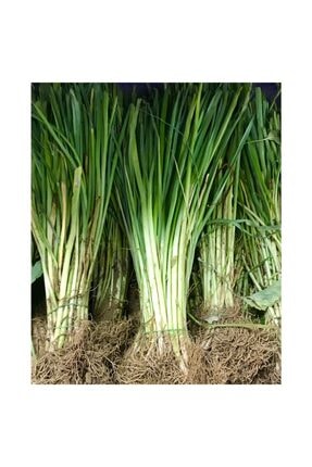  KURUMSAL FATURA İKB FİDE VE TOHUM Beyaz Pırasa Fidesi Demet 15-25 Adet