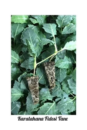 İKB FİDE VE TOHUM Karalahana Fidesi 5 Tane