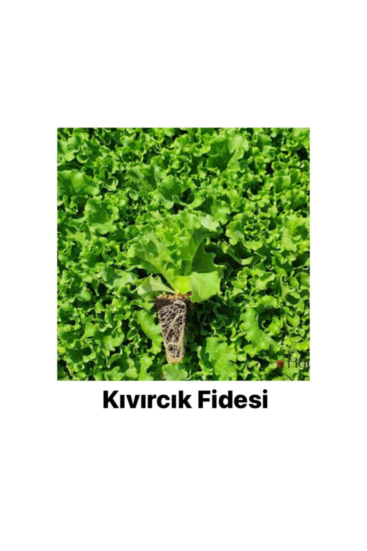 İKB FİDE VE TOHUM Kıvırcık Marul Fidesi 3 Tane