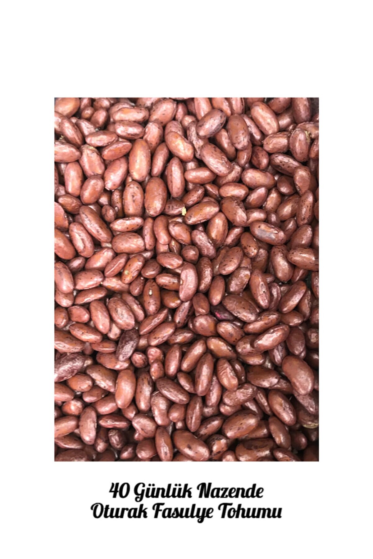 İKB FİDE VE TOHUM 40 Günlük Oturak Nazende Fasulye Tohumu 5565Y