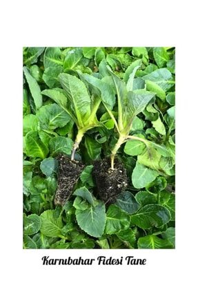 İKB FİDE VE TOHUM Karnıbahar Fidesi 5 Tane