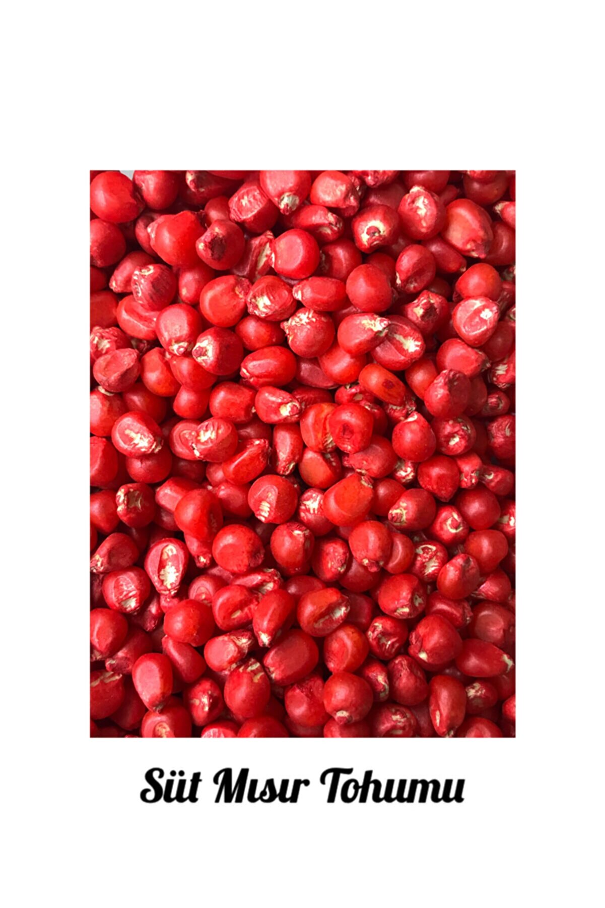 İKB FİDE VE TOHUM Süt Mısır Tohumu 5345325H