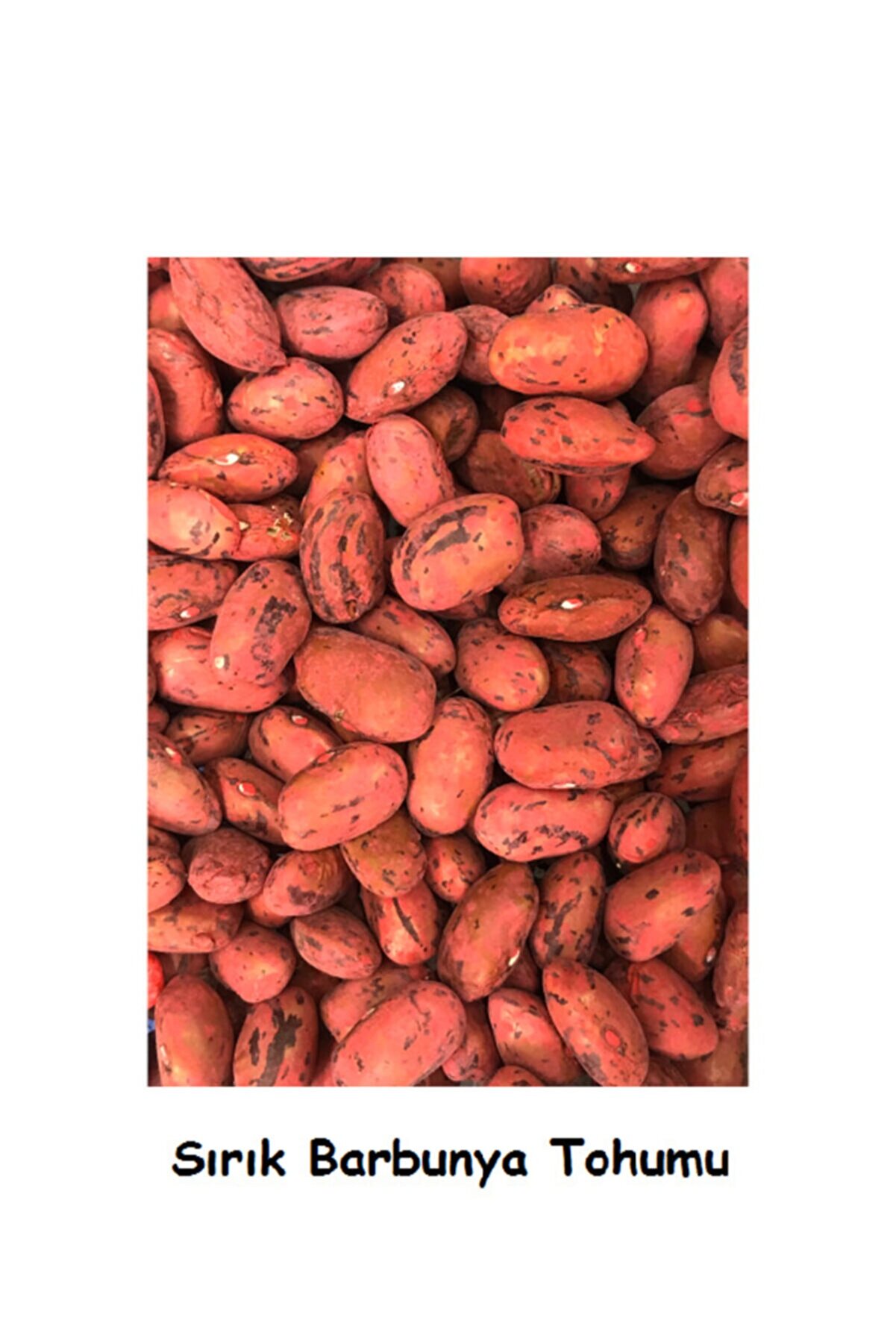 İKB FİDE VE TOHUM Sırık Barbunya Tohumu 743122E