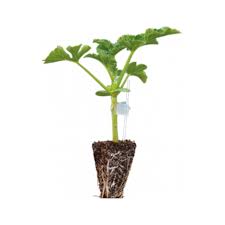 Crimson Alaca Karpuz