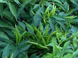 Toros Yukarı Bakan Yeşil Süs Biber Tohumu