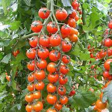 Çeri Dometes Tohumu