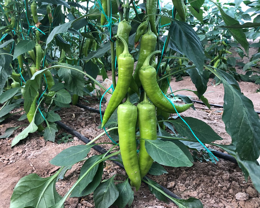 Çarliston Biber Tohumu