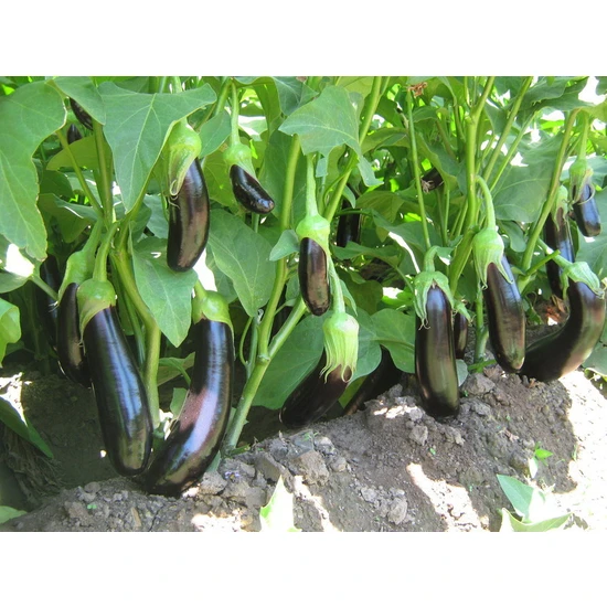 Patlıcan Pala Tohumu