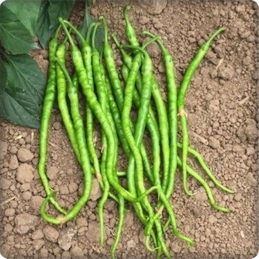 Kıl Biber Tohumu Tatlı