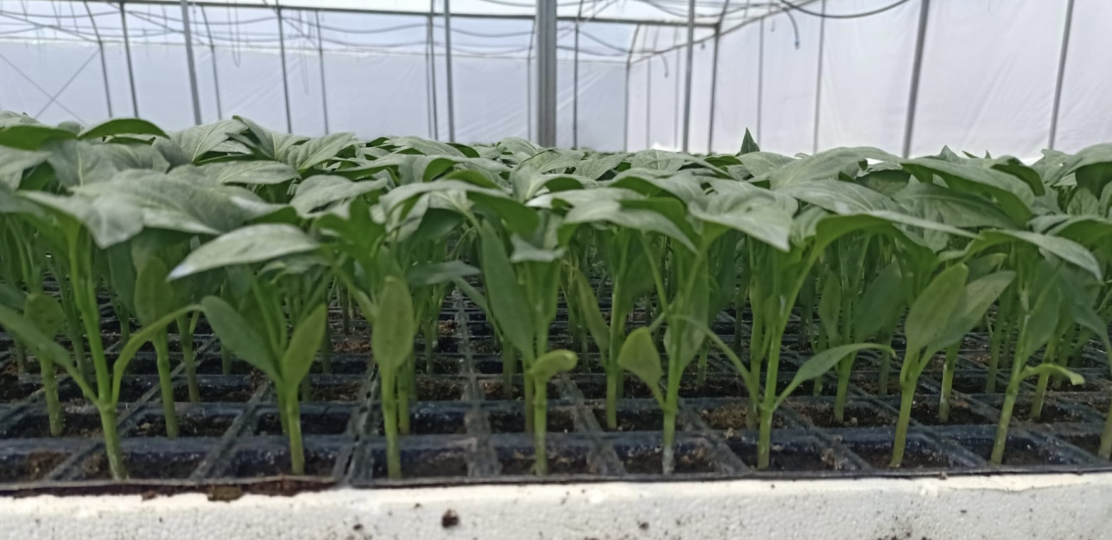 YEŞİL TATLI SİVRİ BİBER