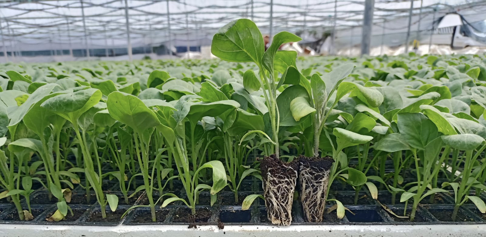 TOP PATLICAN FİDESİ TANE