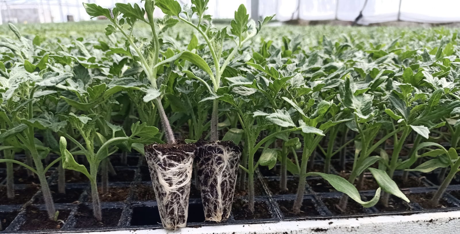 SIRIK DOMATES FİDESİ TANE