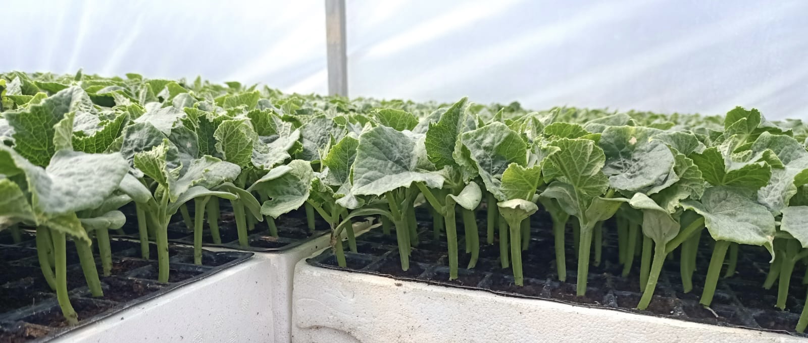 SIRIK SALATALIK FİDESİ TANE