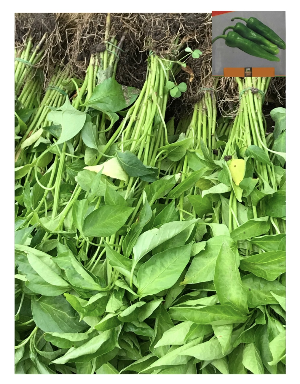 Üçburun Biber Fidesi Demet