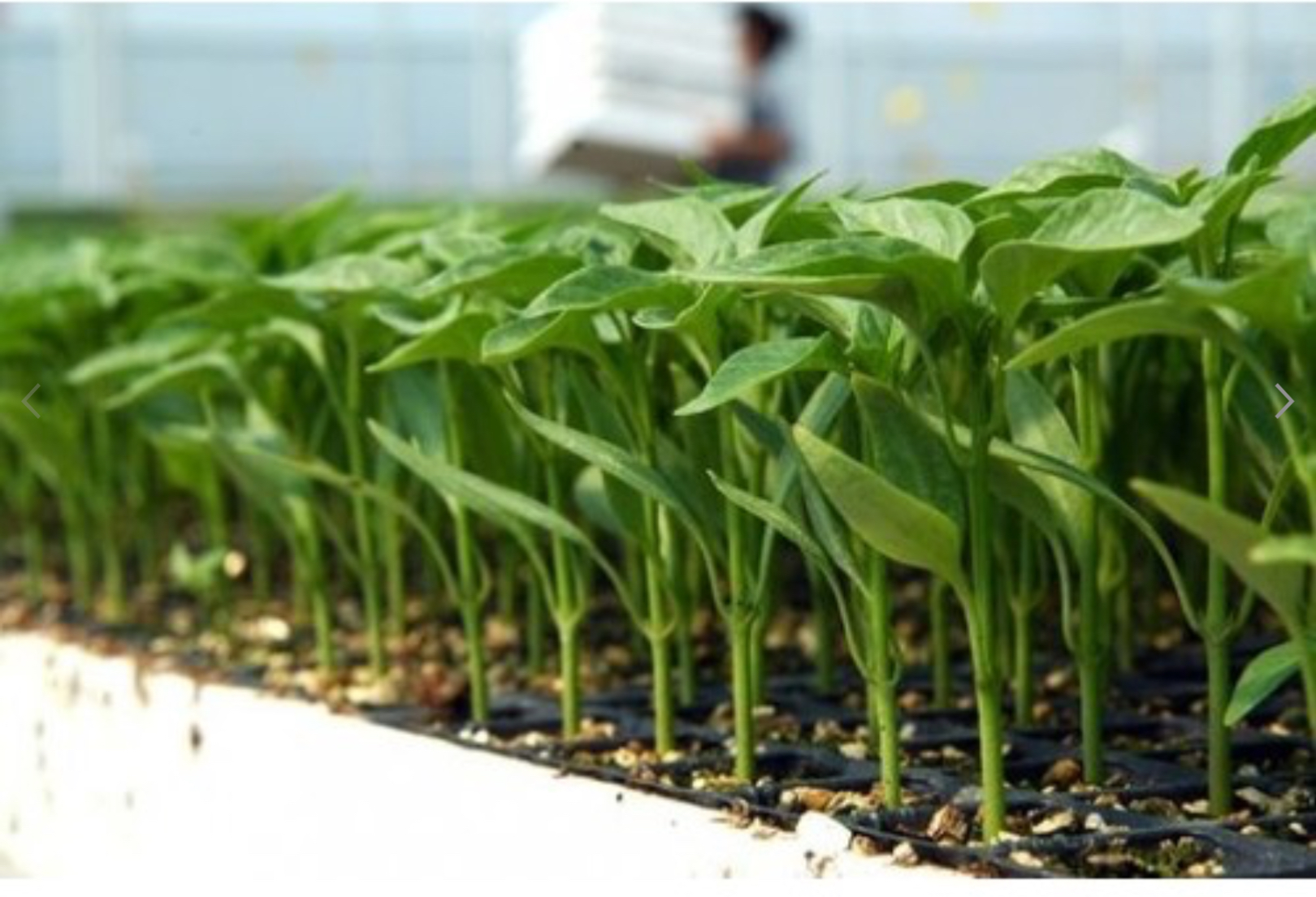 YEDİ KARDEŞ SÜS BİBERİ