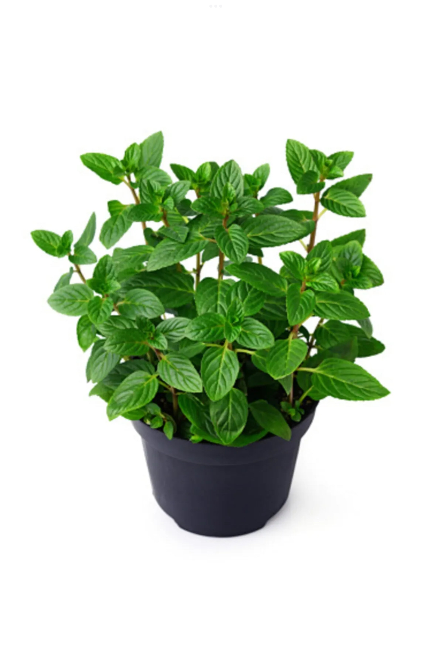 NANE FİDESİ SAKSIDA