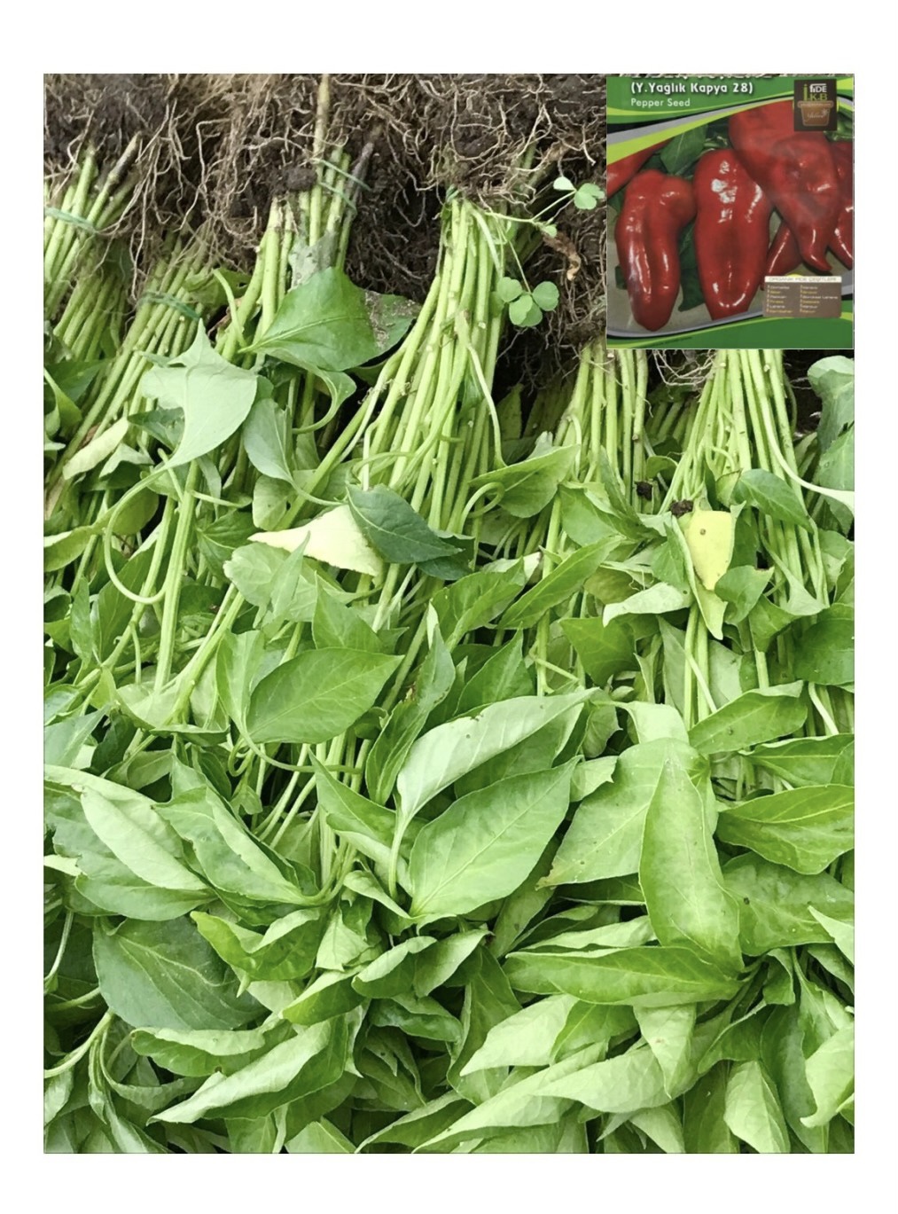 Salçalık Biber Fidesi Kapya Demet