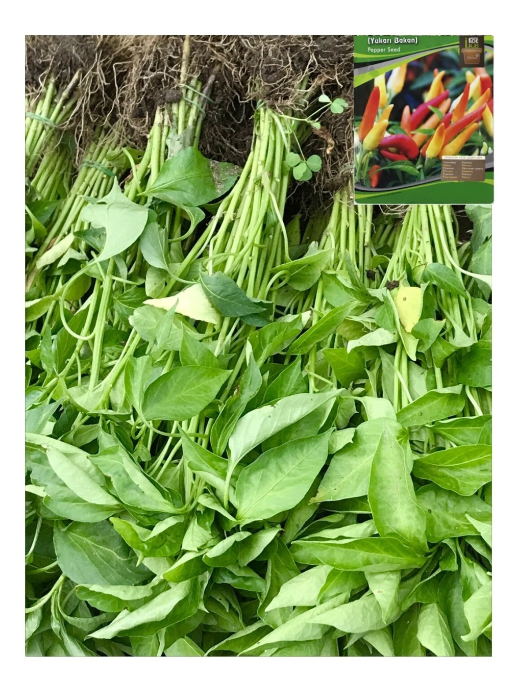 Yedi Kardeş Yukarı Bakan Biber Fidesi