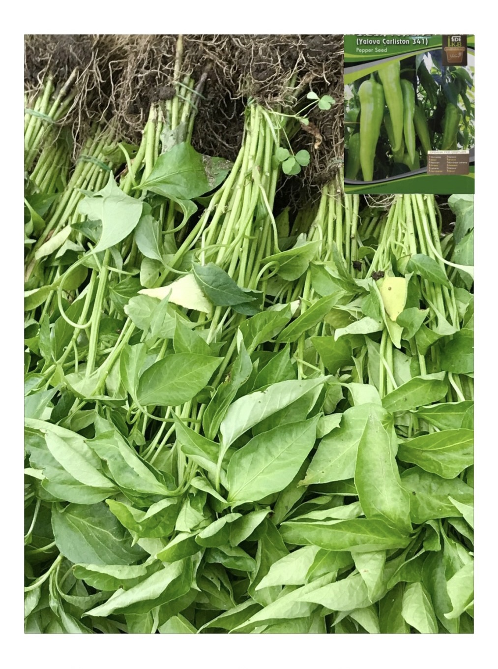 Çarliston Biber Fidesi Demet