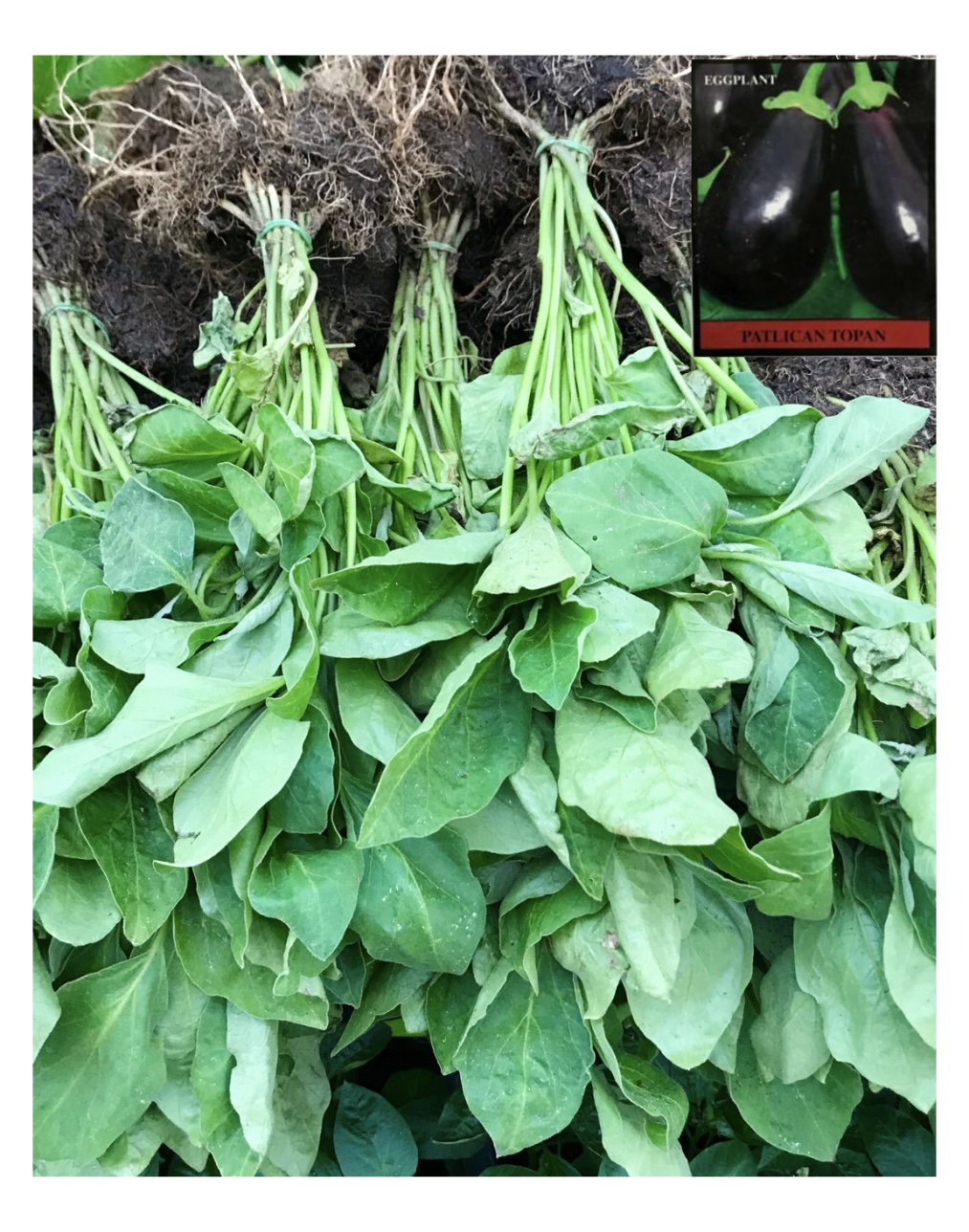 Topan Patlıcan Fidesi Demet