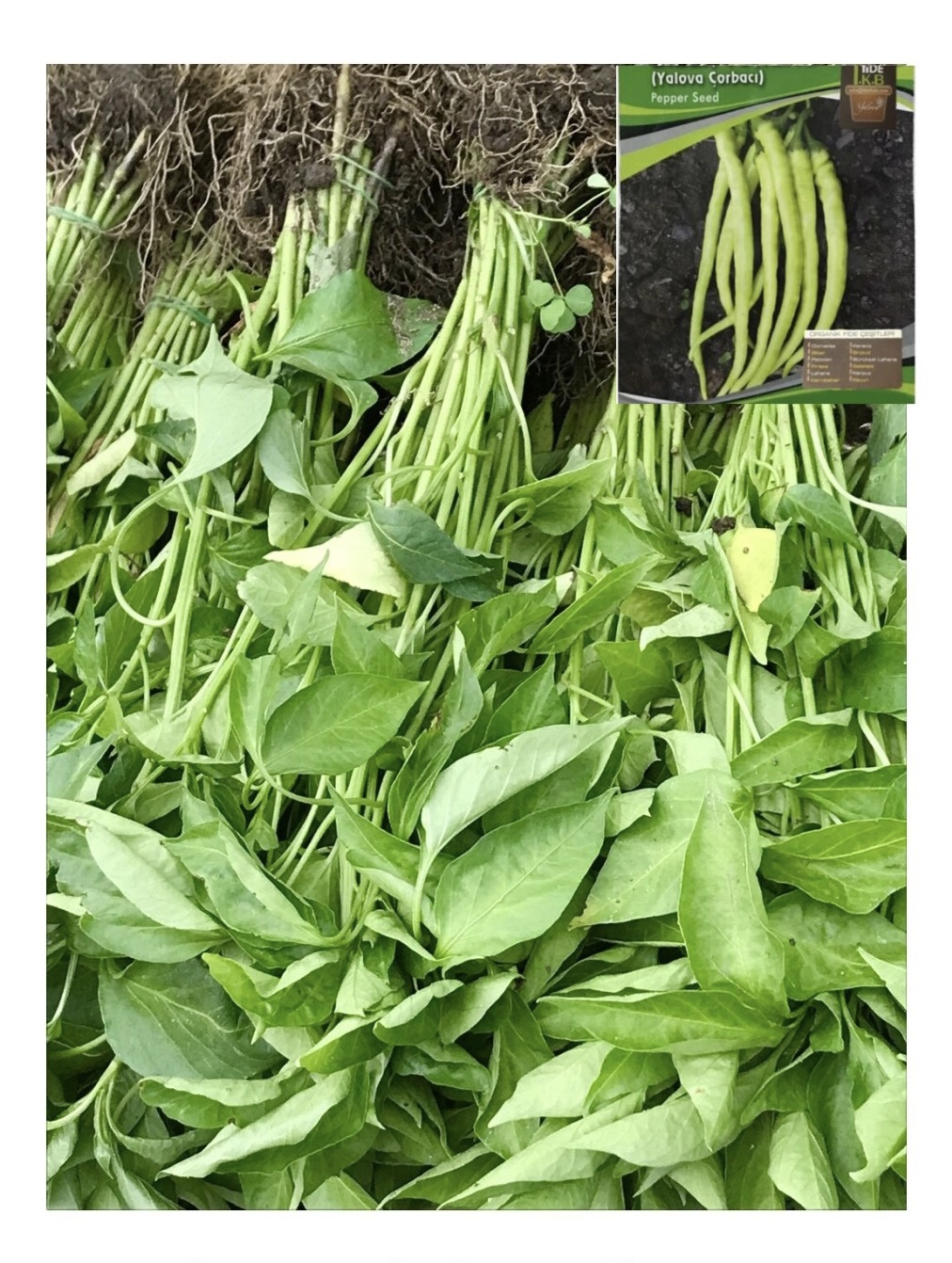 Çorbacı Kıl Tatlı Biber Fidesi Demet