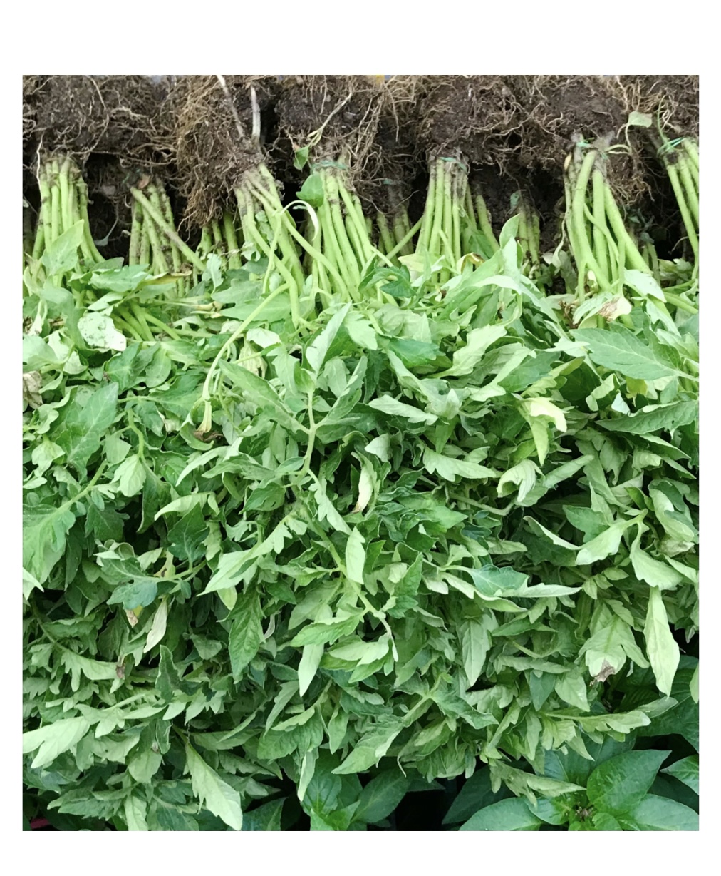 Yerli Ince Kabuk Domates Fidesi 21*21