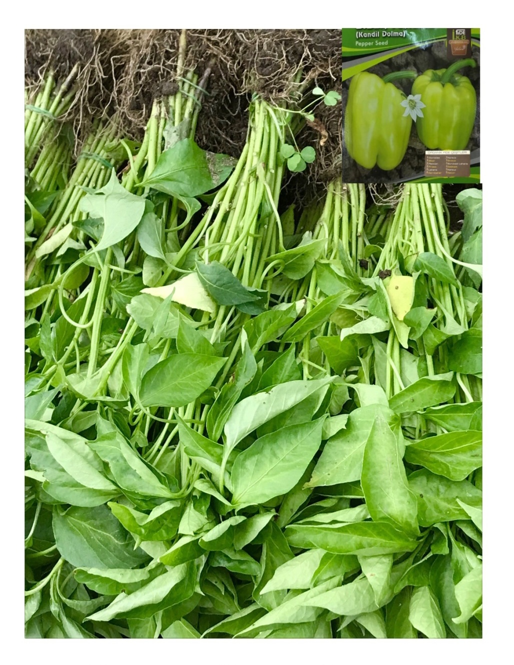 Dolma Biber Fidesi Demet